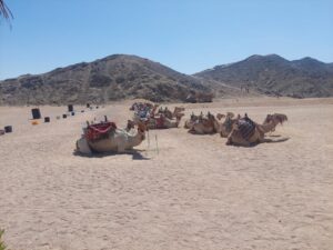 Desert Safari in Sharm El-Sheikh 10 Days Package Cairo, Aswan, Luxor, Sharm El sheikh