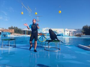 Dolphin Show Tour from EL Gouna 2