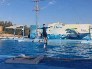 Dolphin Show Tour from EL Gouna 5