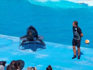 Dolphin Show Tour from Hurghada 3