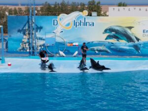 Swim with Dolphins in Pool - Photo Session