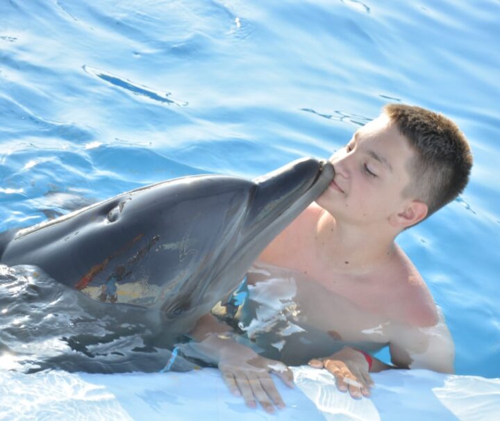 Dolphin Show Tour from Makadi Bay