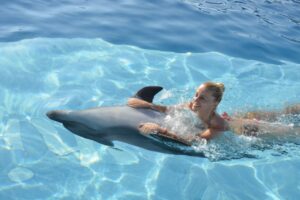 Dolphin Show Tour from Soma Bay Safaga