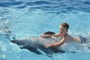 Dolphin Show Tour from Sahl Hasheesh