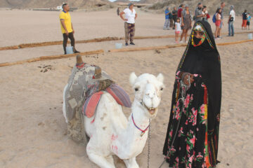 Booking Best Price Super 4x4 Jeep Desert Car & 4WD to Sahara Bedouin Village with Camel Riding 2025