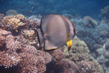 Hurghada Grand Aquarium Tour from Makadi Bay 2025