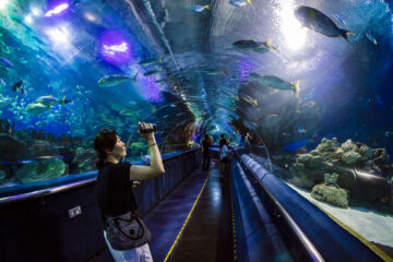 Hurghada Grand Aquarium Tour from Makadi Bay Hurghada Grand Aquarium from EL Gouna