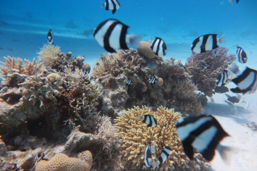 Hurghada Grand Aquarium Tour