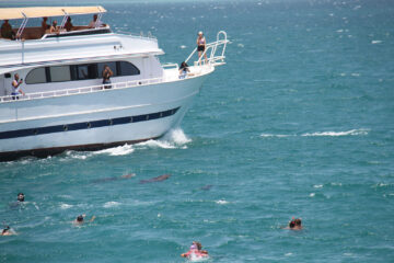 Dolphin House Snorkeling from EL Gouna with Lunch & Water Sports