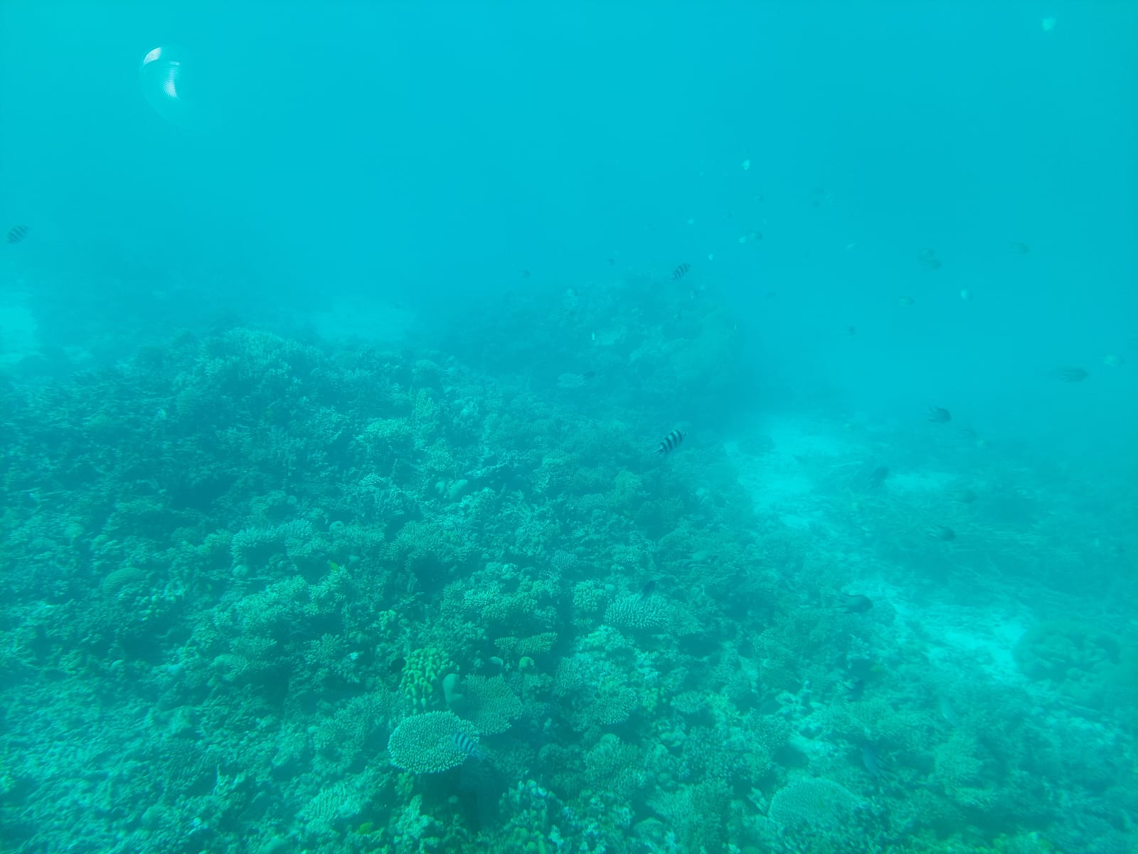 Hurghada Semi Submarine Tours Royal Sea Scope