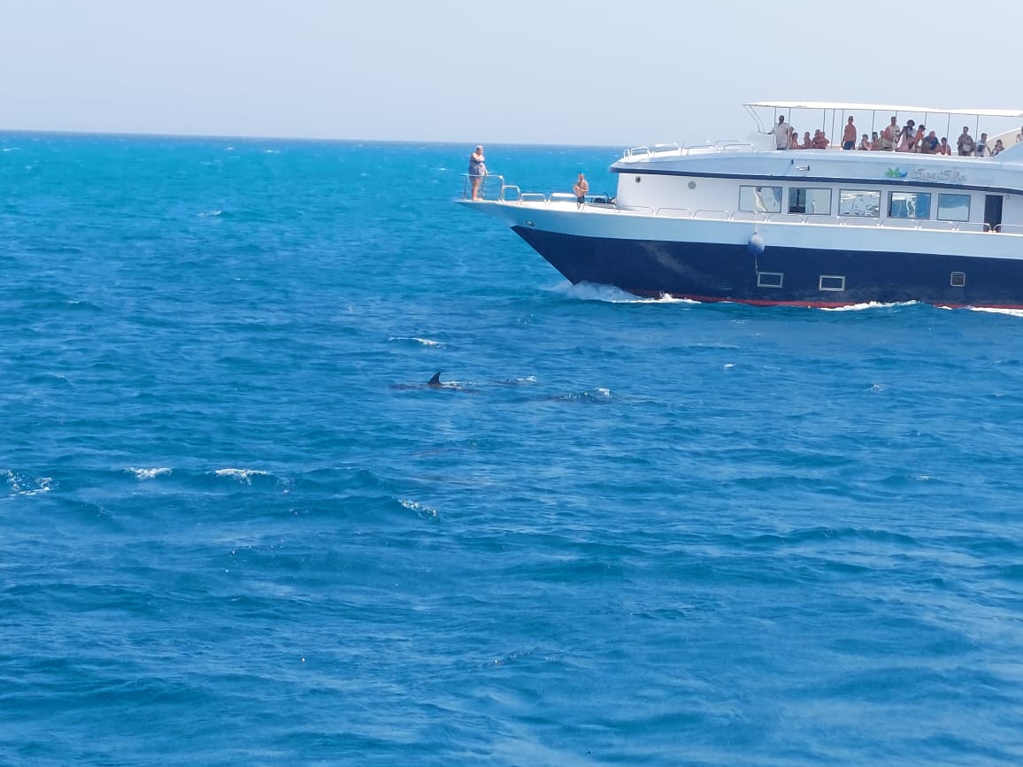 Hurghada Dolphin House Boat Tours with Snorkeling