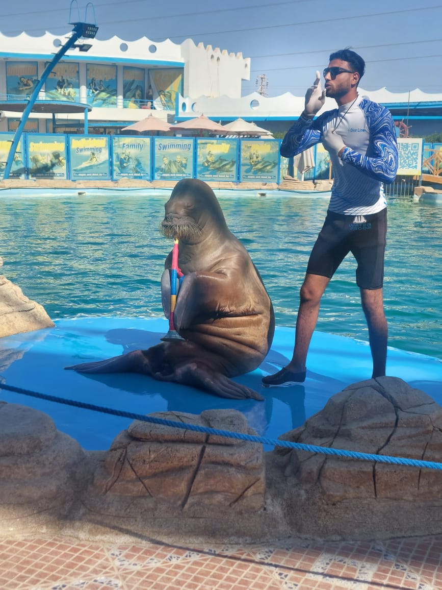 Dolphin World Egypt Show from Hurghada