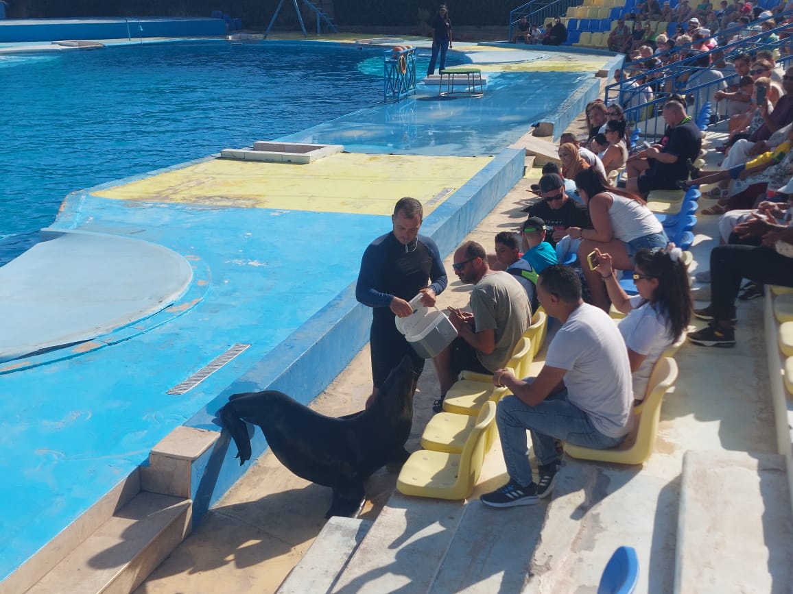 Hurghada Dolphin Show Tours 2027