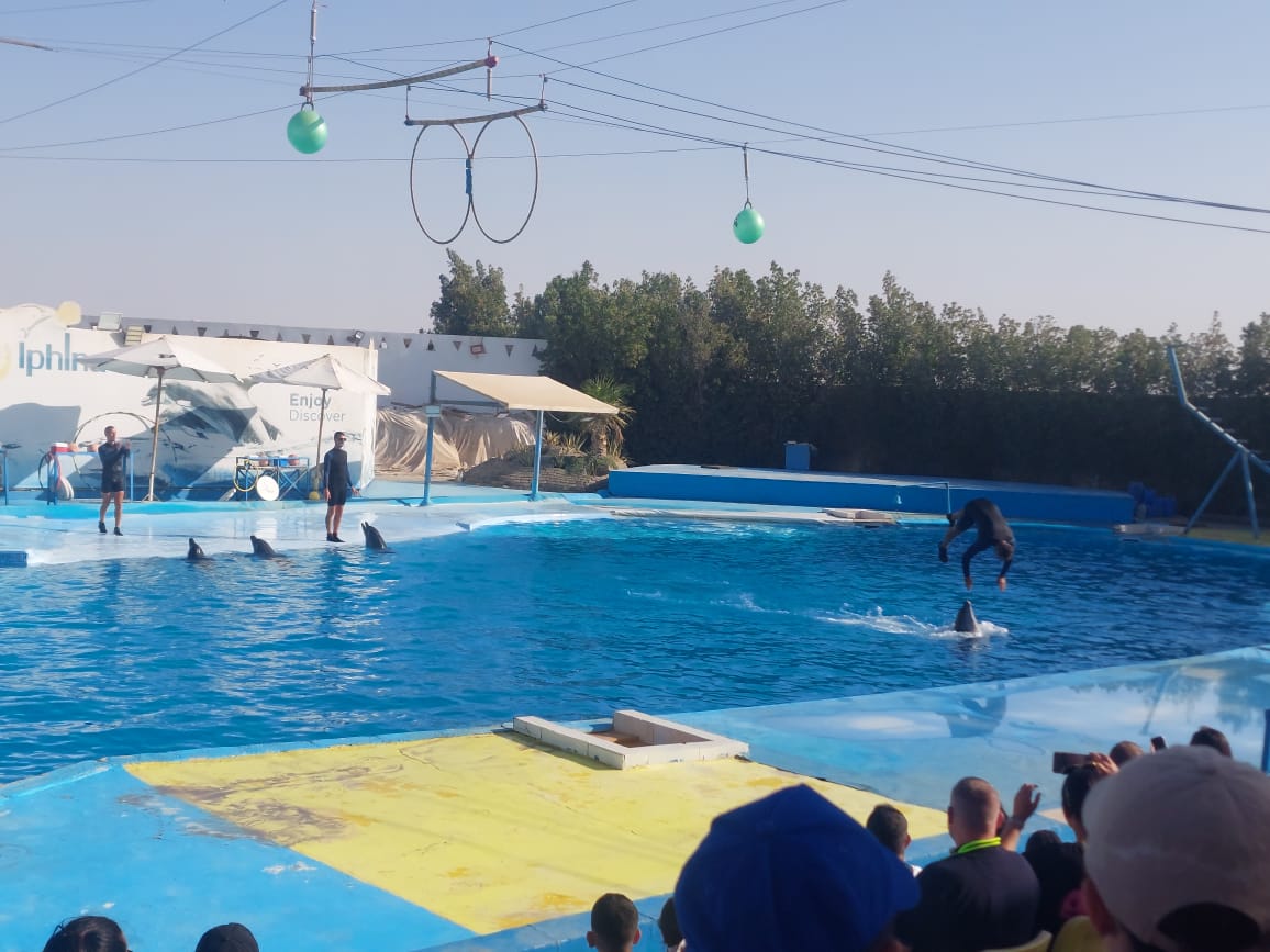 Hurghada Dolphin Show Tours