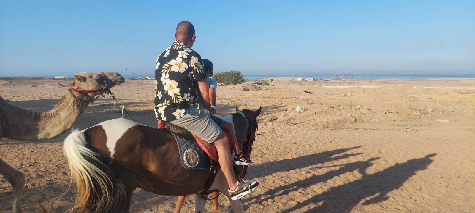 Hurghada Private Horse Riding Tours on Dune Beach & Swimming with Horses Sunset, Sunrise, Morning 2030