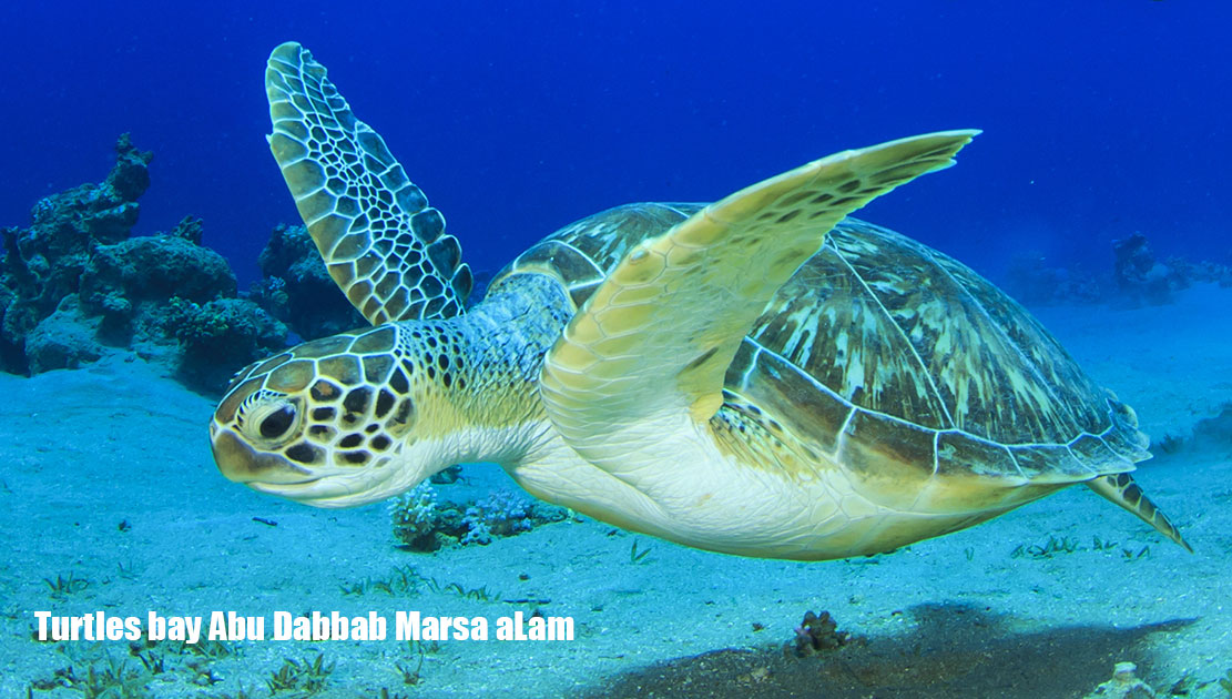 Turtles bay Abu Dabbab Tours from Hurghada