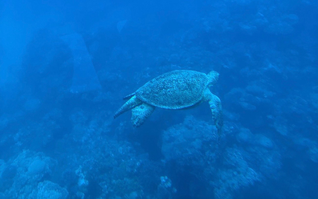 Cruise Glass Bottom Boat with Snorkeling spot 2027