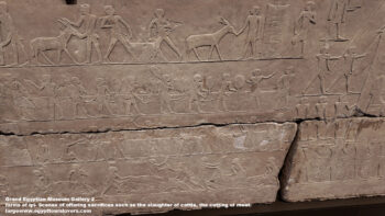 168-Dynasty-6,-limestone,-Saqqara,-Ancient-Egypt,-History-Pharaohs,-Grand-Egyptian-Museum,-Scenes-of-offering-sacrifices-such-as-the-slaughter-of-cattle,-large-farms-of-ipi