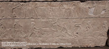168_2-Dynasty-6,-limestone,-Saqqara,-Ancient-Egypt,-History-Pharaohs,-Grand-Egyptian-Museum,-Scenes-of-offering-sacrifices-such-as-the-slaughter-of-cattle,-large-farms-of-ipi