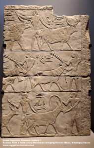 1_1-Grand-Egyptian-Museum-Gallery-1---Dynasty-4,-limestone,-Tombs-in-Giza,-Agriculture-in-ancient-egypt,-Herdsman-bringing-animals,-bringing-Horned-Oxen,-Antelope-and-Ibexes