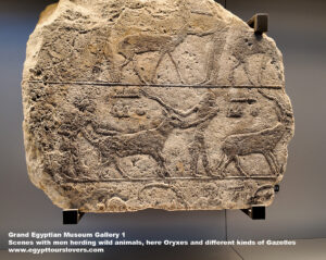 3-Grand-Egyptian-Museum-Gallery-1---Dynasty-5,6,-limestone,-Tombs-in-Giza,-Agriculture-in-ancient-egypt-herding-wild-animals,-Egyptian-food,-food-offering-in-Rituals,-Gazelles,-Oryxes